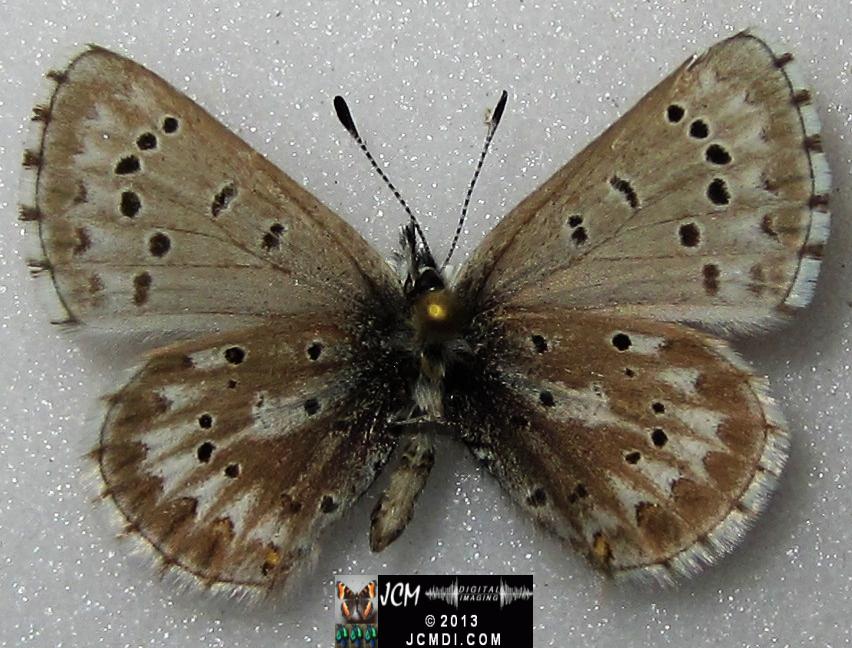 Glaucopsyche piasus (Arrowhead Blue Butterfly)